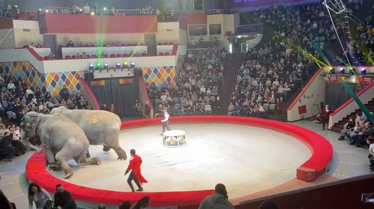  VIDEO Doi elefanți au devenit agresivi în timpul unui număr de circ. Spectatorii au fugit speriați