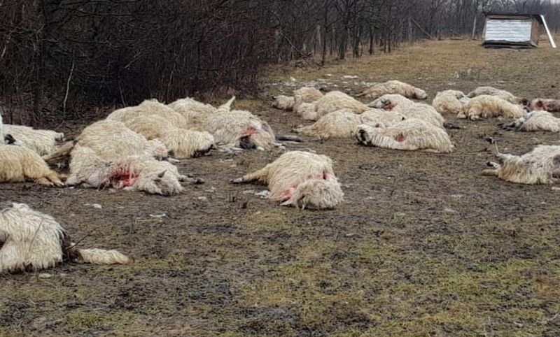  Turmă de oi masacrată de o ursoaică și puii ei în Bistrița Năsăud