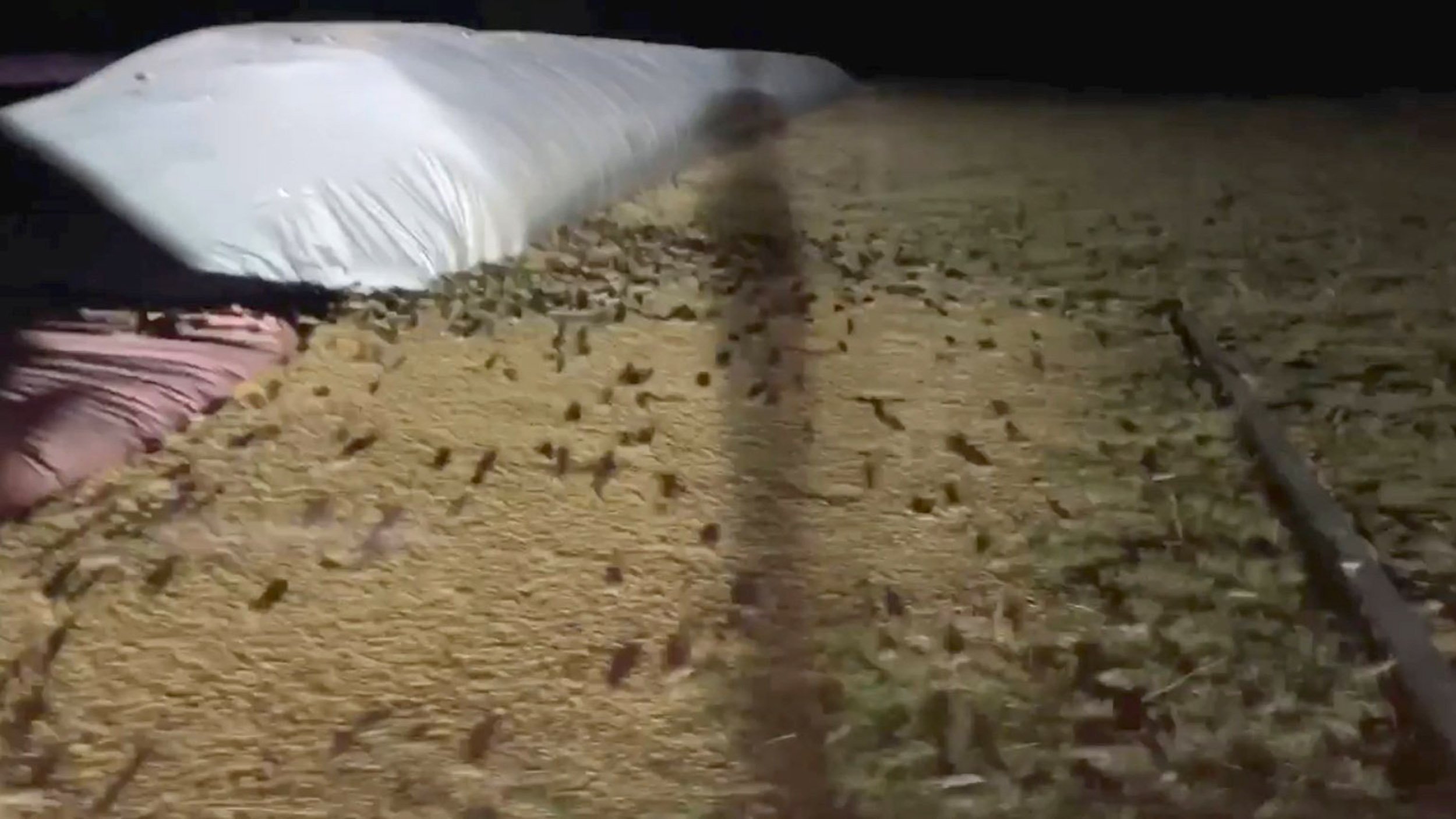  VIDEO: Milioane de şoareci au invadat Australia. Culturile sunt roase cu o viteză uimitoare