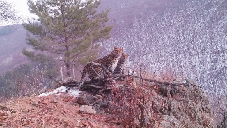  VIDEO: Imagini extrem de rare cu o femelă leopard Amur şi cei trei pui ai ei