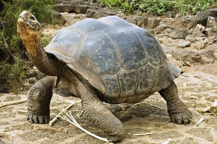  Un poliţist a fost arestat pentru trafic de ţestoase în Galapagos