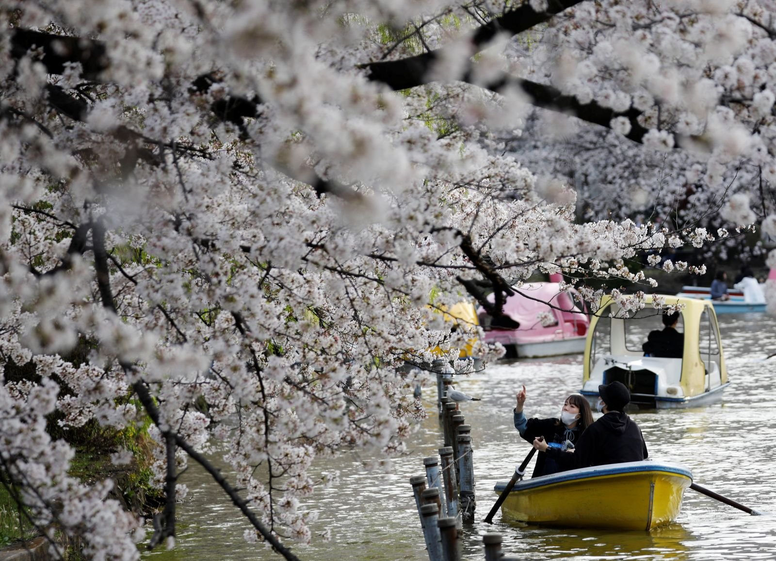  Cel mai timpuriu vârf al sezonului florilor de cireş de după anul 812 în Japonia