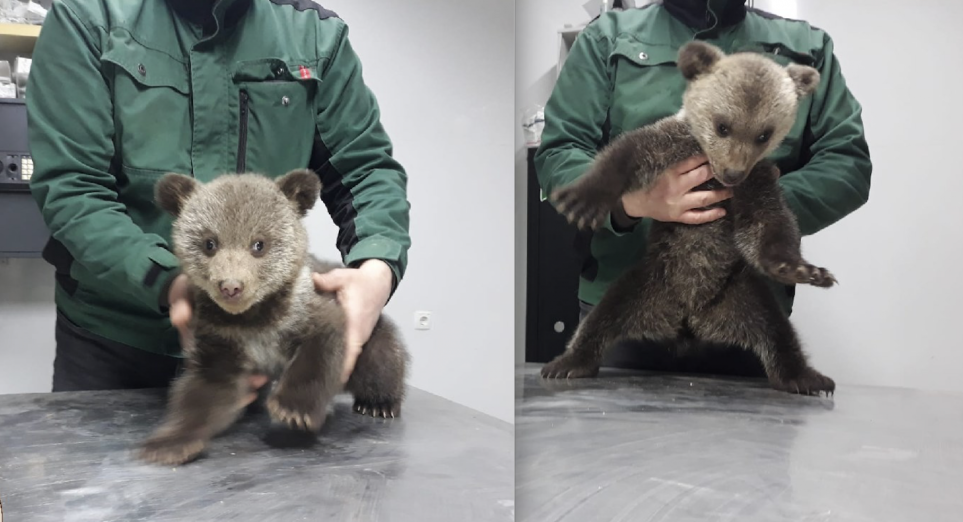  VIDEO Doi ursuleți adorabili, părăsiți de mamă, salvați la Sibiu