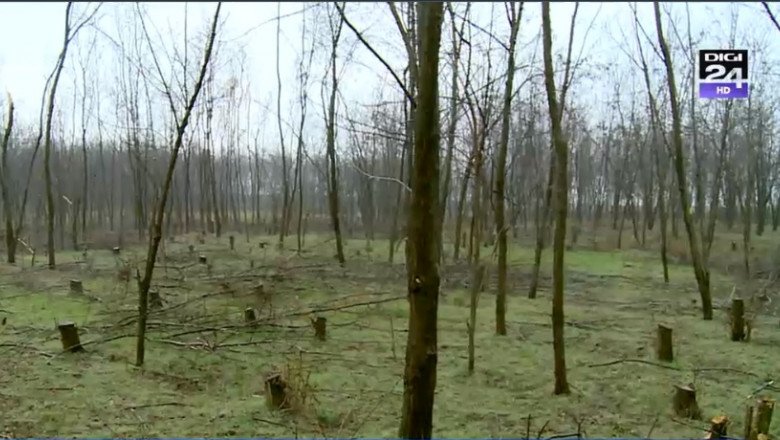  Nu mai vedem pădurile României de cioturile-vedetă. Cât codru mai avem și ce facem cu copacii