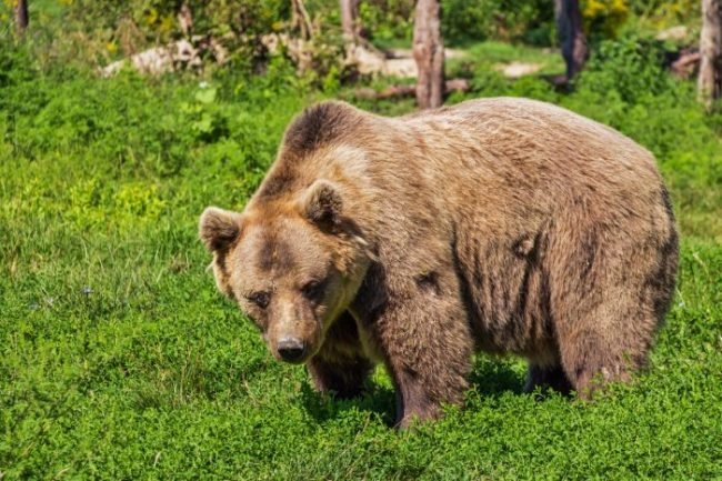  Au fost relocaţi ursoaica şi puii pe care i-a fătat într-un bârlog de sub un teren de fotbal