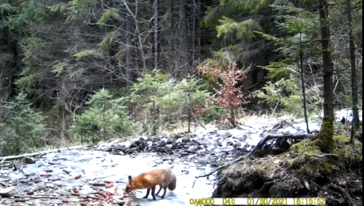  VIDEO Vulpe filmată într-o pădure din Brodina în timp ce își marchează teritoriul