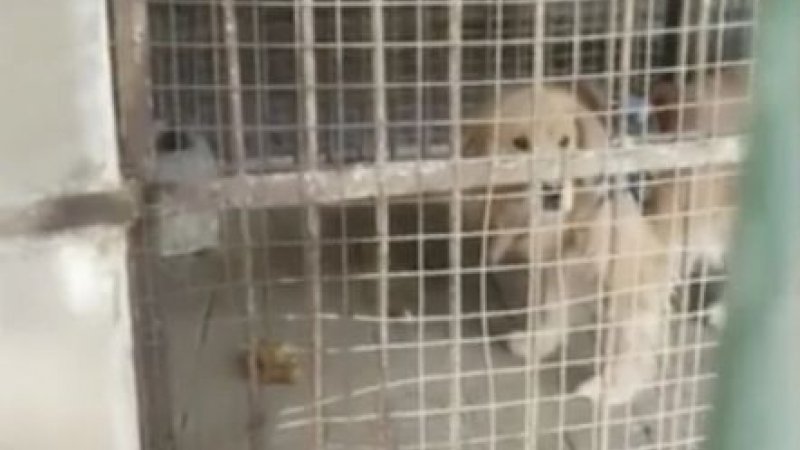  VIDEO: Vizitatorii unei grădinii zoologice au văzut că un leu seamănă suspect de mult cu un golden retriever