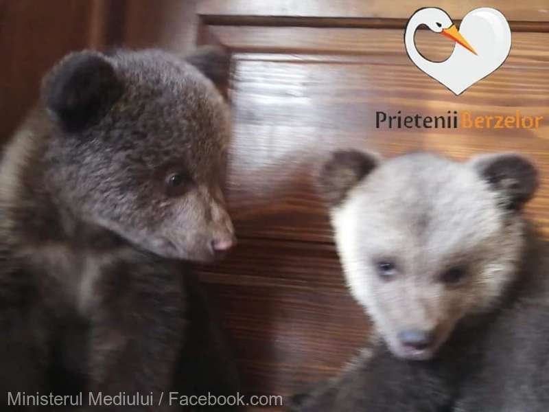 Ministerul Mediului: Asociaţia Prietenii Berzelor a salvat cei doi pui de urs, dar a făcut-o ilegal