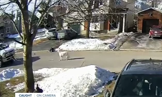  (VIDEO) Un câine oprește traficul pentru a cere ajutor pentru proprietarul său