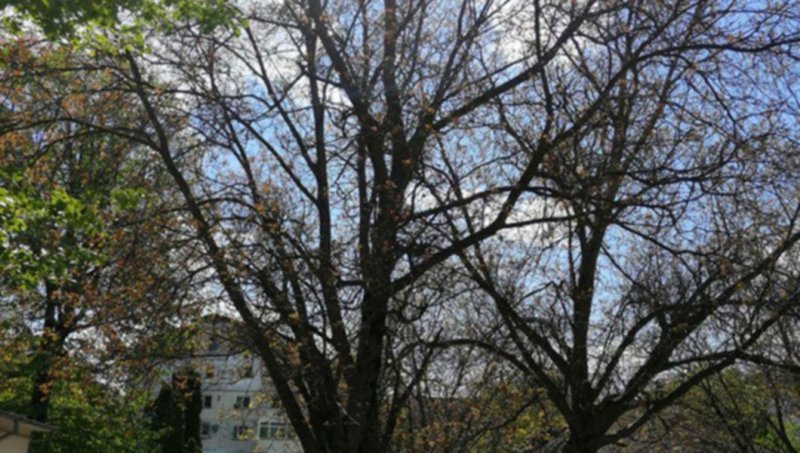  Vreți ca un copac din Iași să vă poarte numele? Cum puteţi adopta un arbore din municipiu
