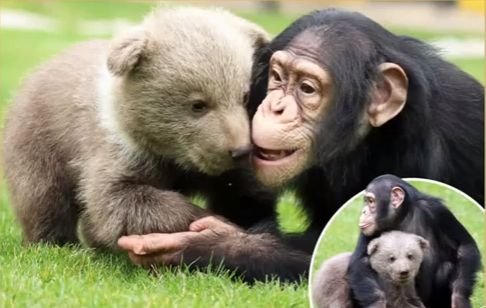 (VIDEO) Prietenie adorabilă la un zoo din Turcia: Un pui de urs şi un cimpanzeu