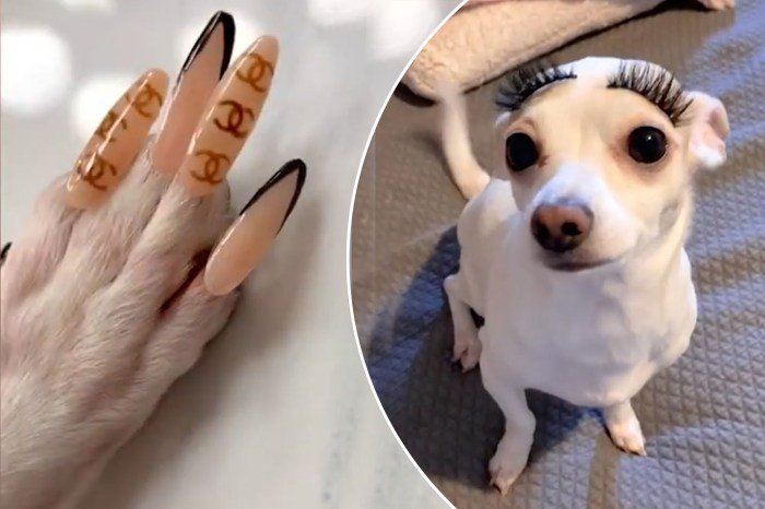  VIDEO O femeie din SUA i-a pus unghii false căţeluşei sale. Cum arată animalul