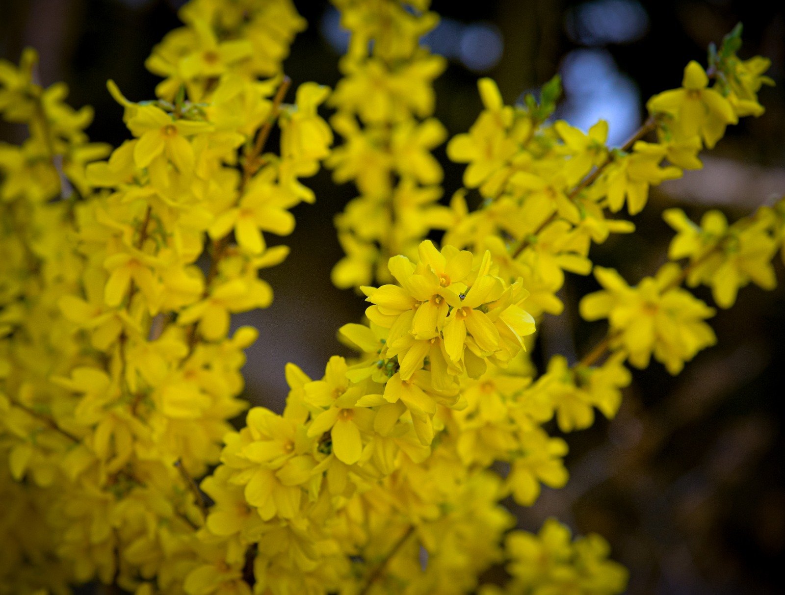  GALERIE FOTO: Iașul, plin de flori de o frumusețe rară în această primăvară