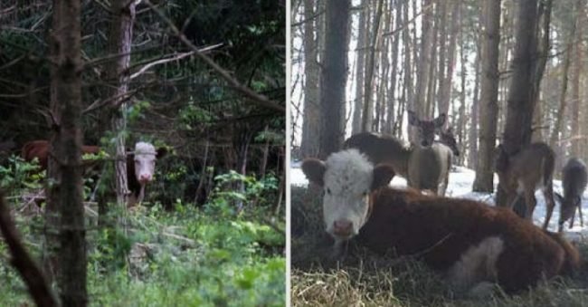 VIDEO O vacă dusă la abator și-a salvat viața fugind în pădure, unde s-a alăturat unei turme de cerbi