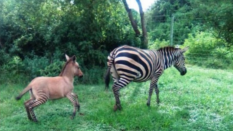  VIDEO O zebră are un pui neobișnuit după ce a întâlnit un măgar