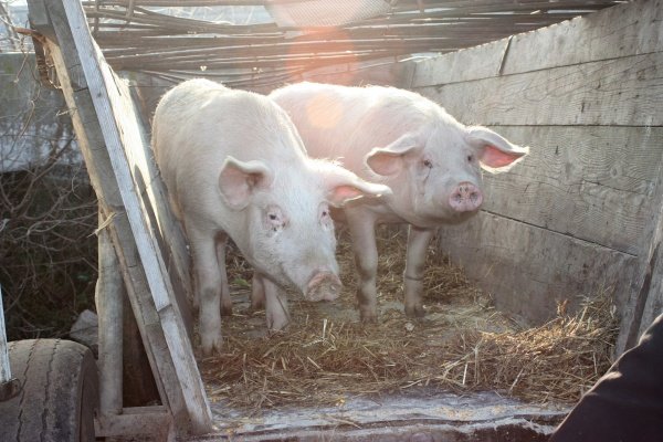  Şapte ani de procese grele din cauza unui porc împieliţat cumpărat din târg, care a sărit din căruţă în mers