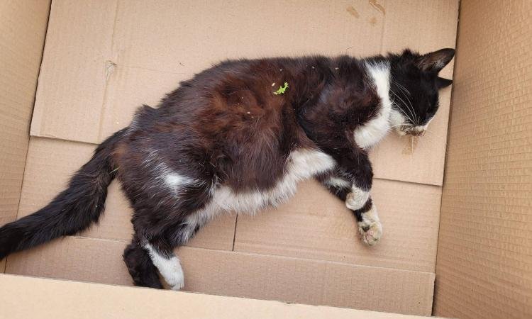  Pisică gestantă torturată de doi copii în Brăila. Dosar penal pentru moartea animalului