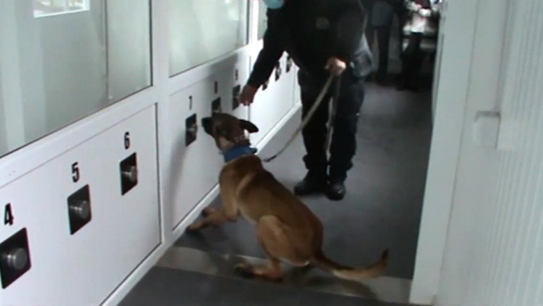  VIDEO: Câinii dresați să depisteze infecția cu COVID au recunoscut 100% din probe