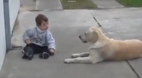  Câinele ăsta e hotărât să se împrietenească cu un băieţel bolnav (VIDEO)