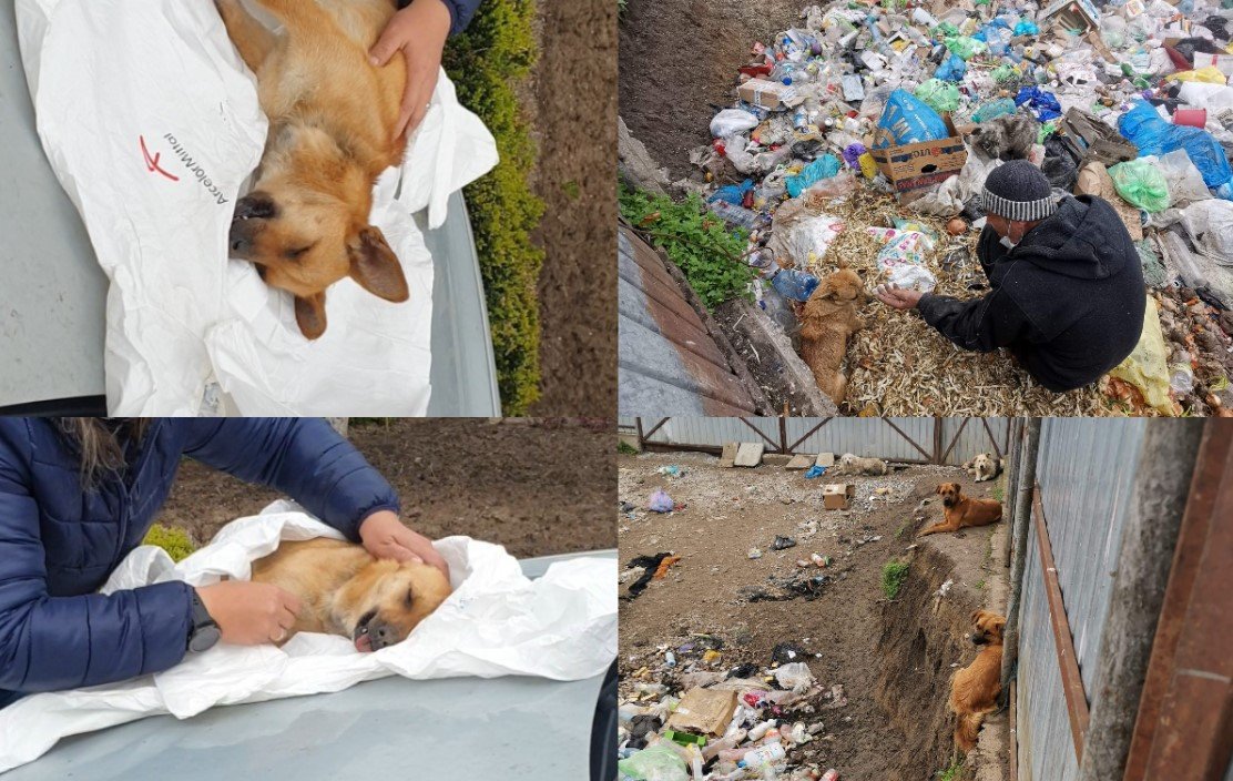  Zeci de câini fără stăpân, prinşi şi aruncaţi într-o groapă de gunoi, în apropierea unei mănăstiri