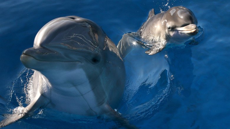  Delfinii se recunosc după numele dat de mamă la naștere