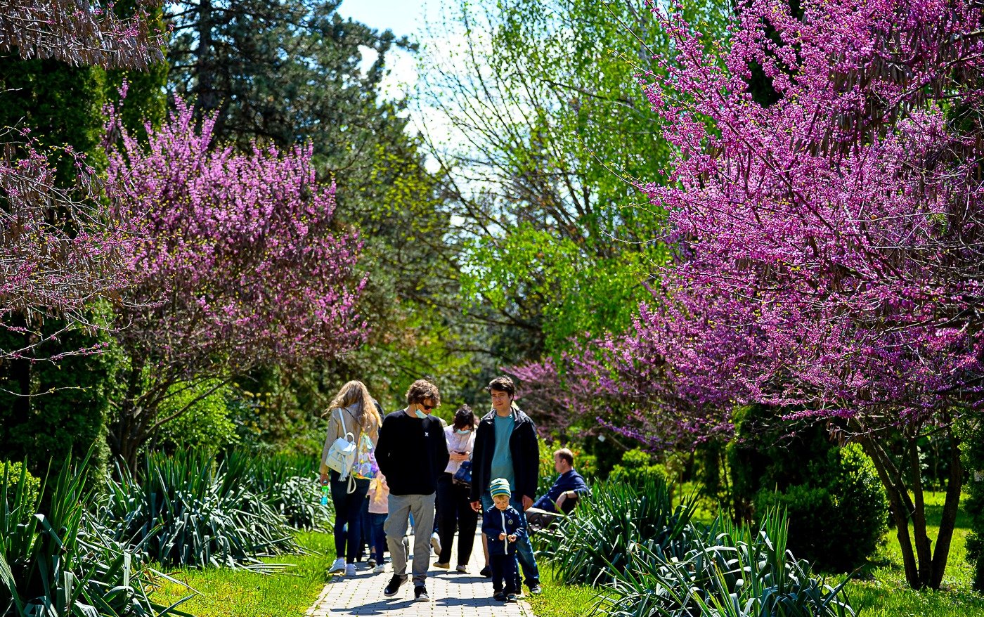  IMAGINI: Câtă bucurie pot aduce florile de primăvară din Grădina Botanică!
