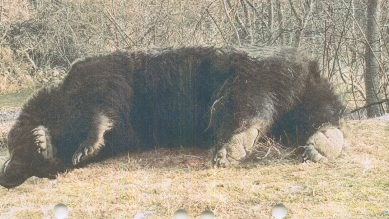  Cel mai mare urs din România, Arthur, a fost ucis de un prinț din Austria
