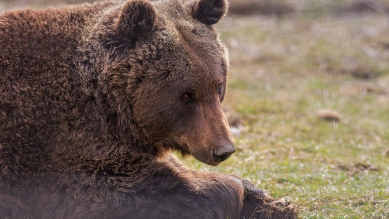  Ce spune ministrul Mediului despre uciderea ursului Arthur. Animalele sunt de vină