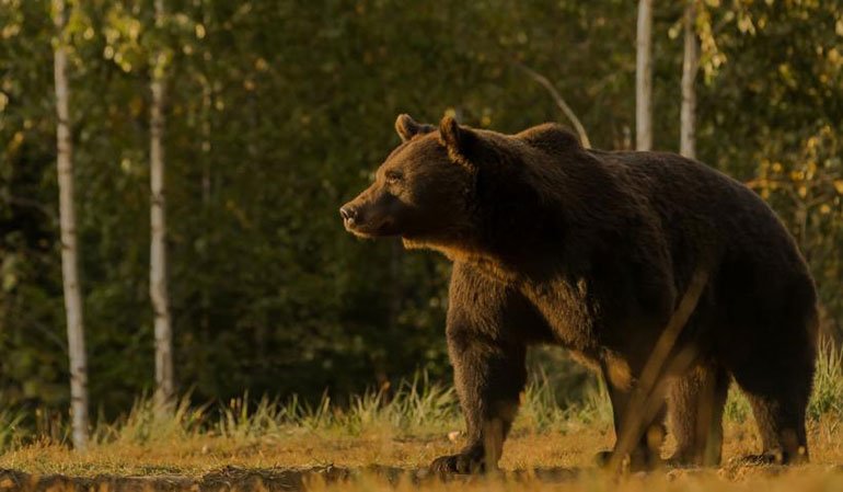  Cîţu, despre ursul ucis de un prinţ din Austria: Se pare că nu este cel mai mare urs