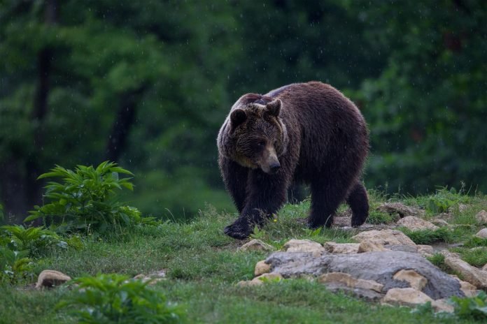  VIDEO: Urs văzut pe un câmp în Botoșani. Poate să străbată și 150 km zilnic
