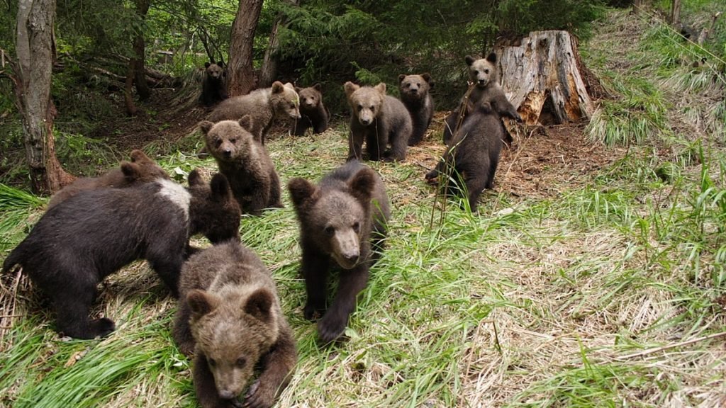  Ministrul Mediului: România a ajuns să gestioneze cea mai mare populaţie de urs din Europa
