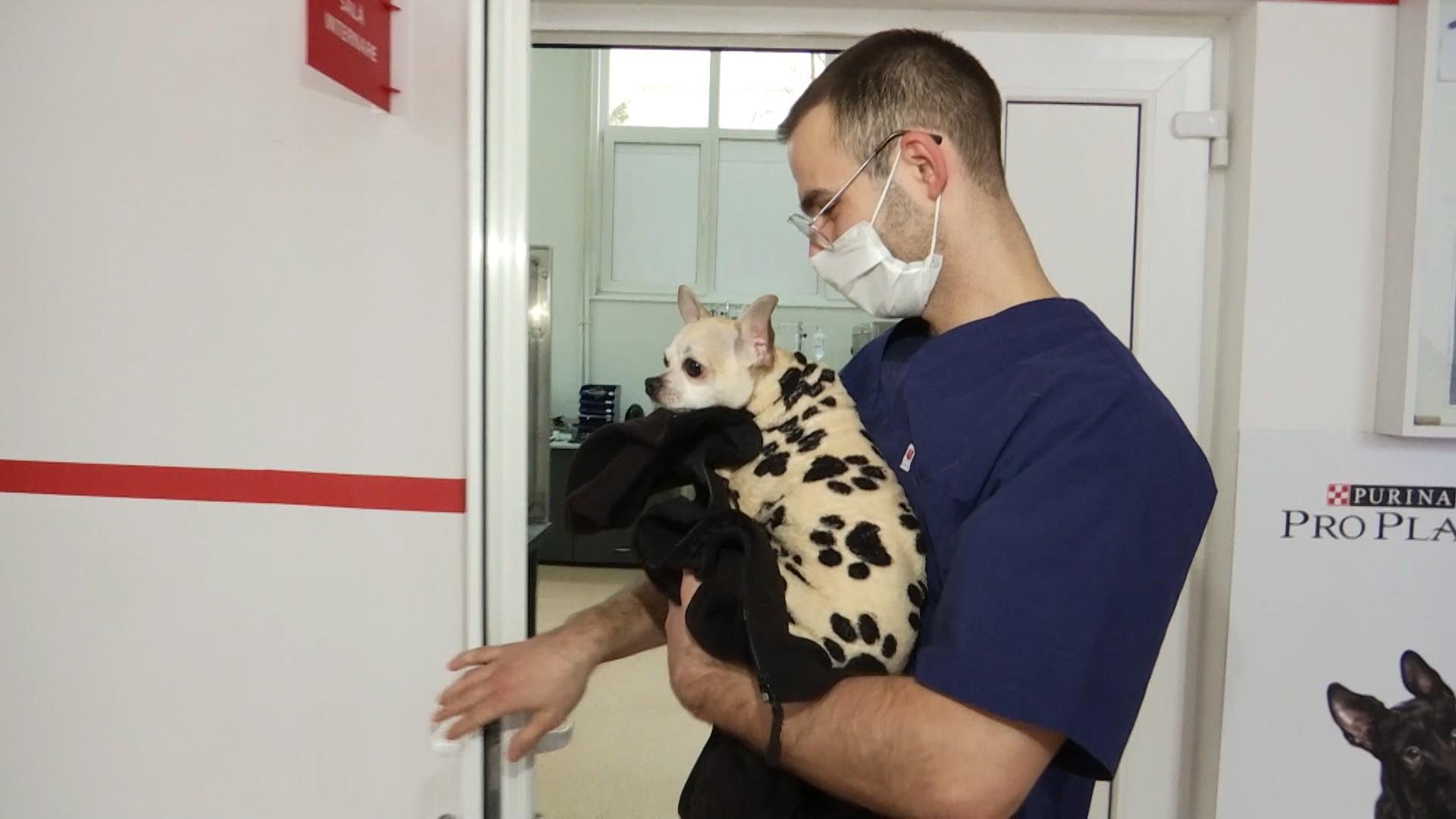  40 de urgenţe pe zi de sărbători la Spitalul pentru Animale de Companie al USAMV