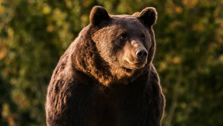  Blana ursului Arthur, identificată într-o tăbăcărie din Târgu Secuiesc