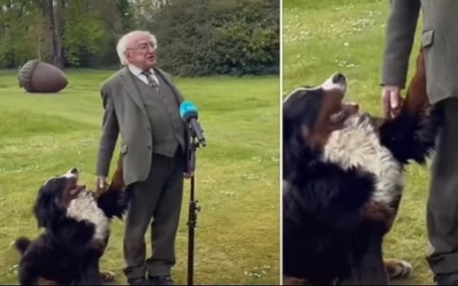  VIDEO Viral pe internet. Câinele preşedintelui Irlandei, un ciobănesc de Berna, vedetă în timpul unui interviu