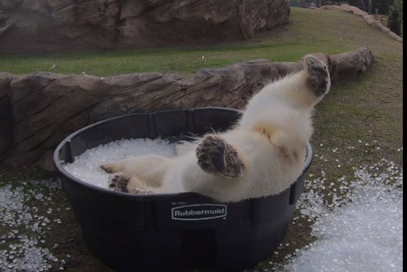  VIDEO Puiul de urs polar care te îmbie la o baie de gheață