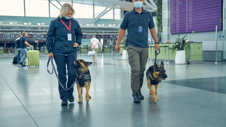  Câini folosiți în aeroporturile din Emiratele Arabe Unite pentru a depista turiștii cu Covid