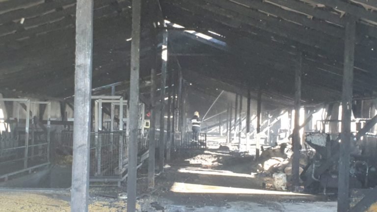  VIDEO: Zeci de animale au fost arse de vii la un adăpost de animale din Bosanci