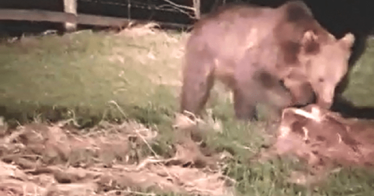  VIDEO: Vedeți cum se hrănește un urs cu un vițel. Va fi împușcat sau relocat?