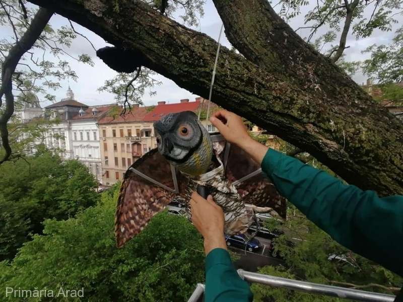  Primăria Arad încearcă să alunge ciorile folosind bufniţe false agăţate în copaci