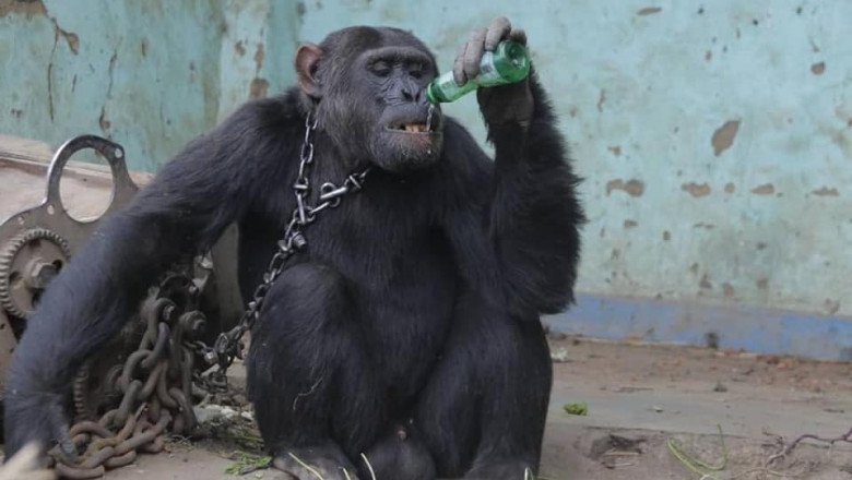  Dependent de alcool și țigări, cimpanzeul Tarzan a fost eliberat după 25 de ani