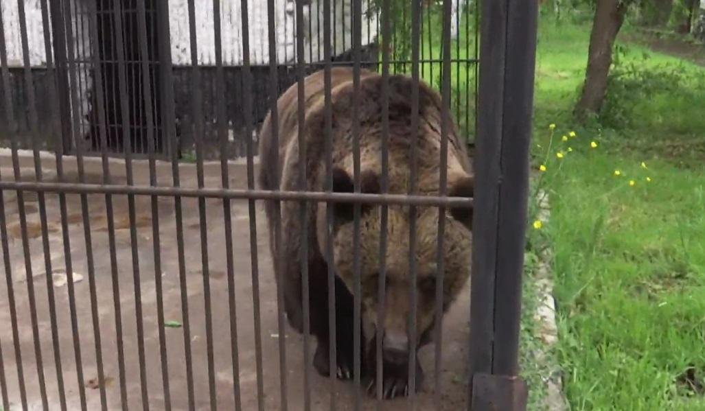  După 38 de ani în captivitate, o ursoaică din Rădăuți se va bucura în sfârşit de libertate