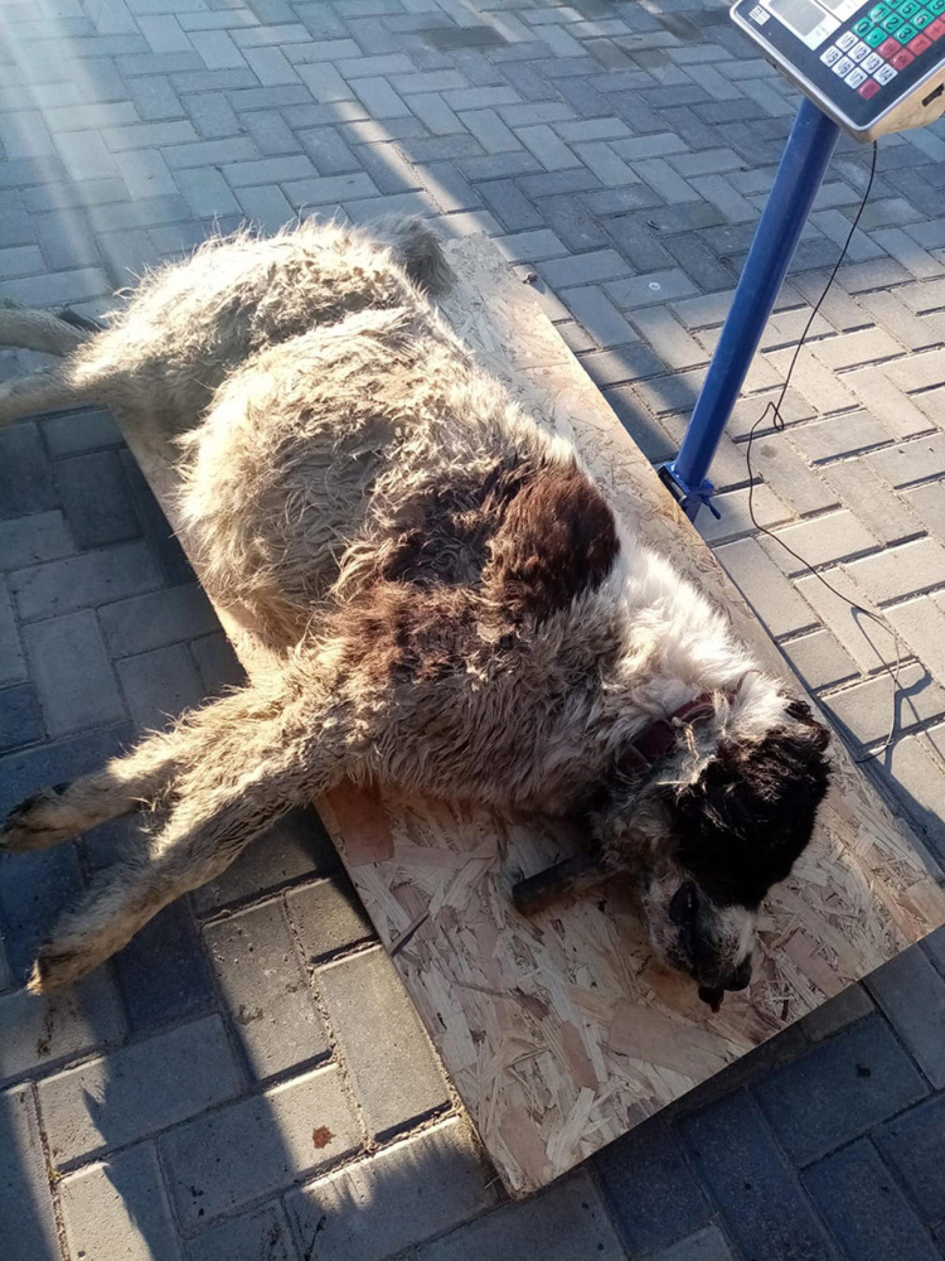 Câini ciobănești, otrăviți și împușcați pe pășuni din județul Suceava