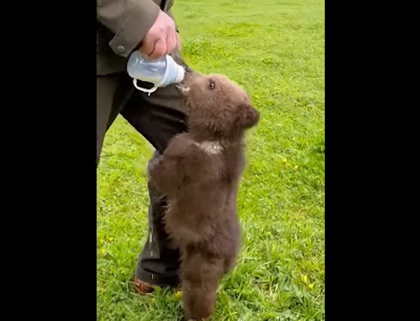  VIDEO: Un pui de urs de doar trei luni a fost găsit de proprietarii unei pensiuni în curtea lor