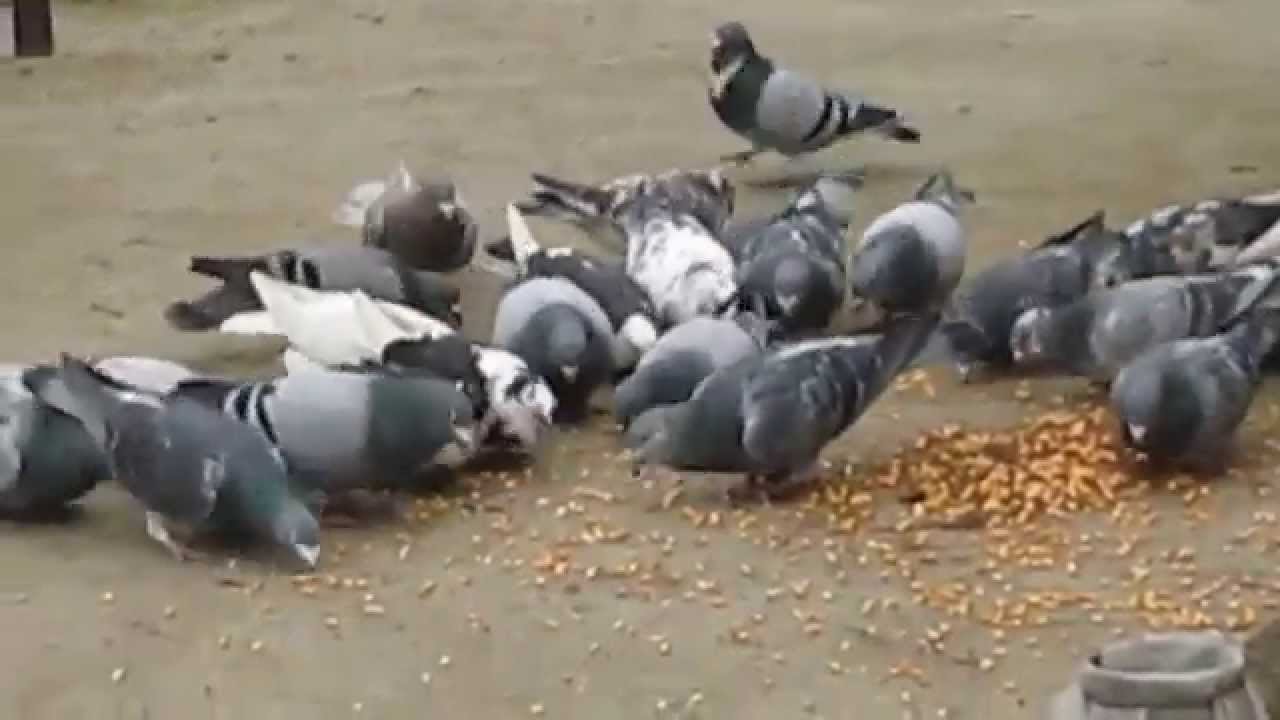  Hrănirea porumbeilor pe domeniul public a fost interzisă în Timişoara