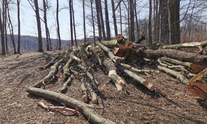  Copacii din pădurea Bârnova, salvați de judecătorii bucureșteni. Au fost suspendate tăierile