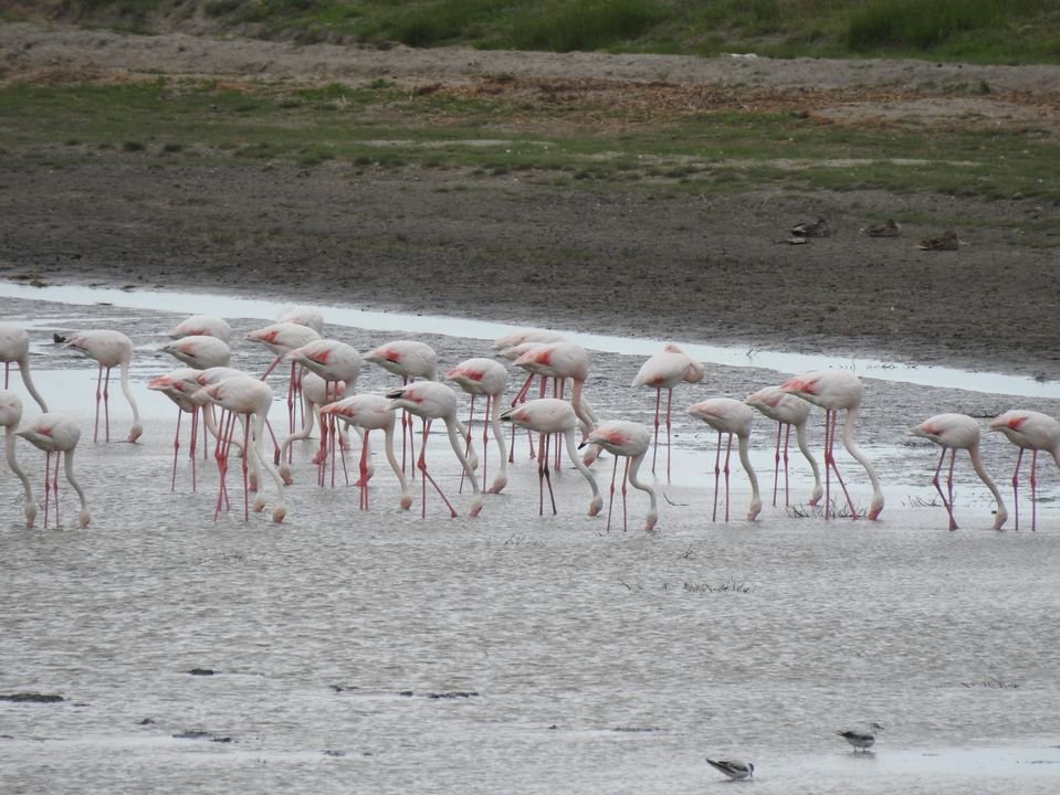  Peste 100 de păsări flamingo, observate în Delta Dunării