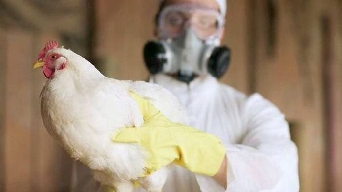  Încă o ameninţare vine din China: a fost confirmat un prim caz de gripă aviară