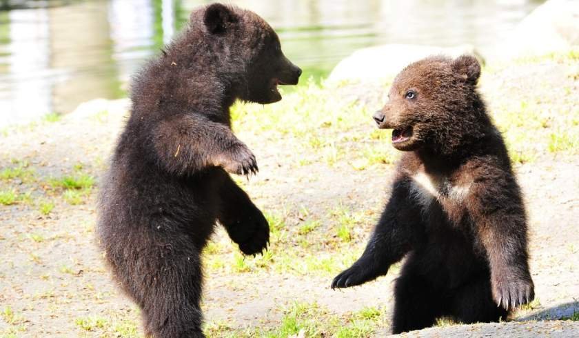  Doi pui de urs au murit de foame în pădurea din zona Cheia