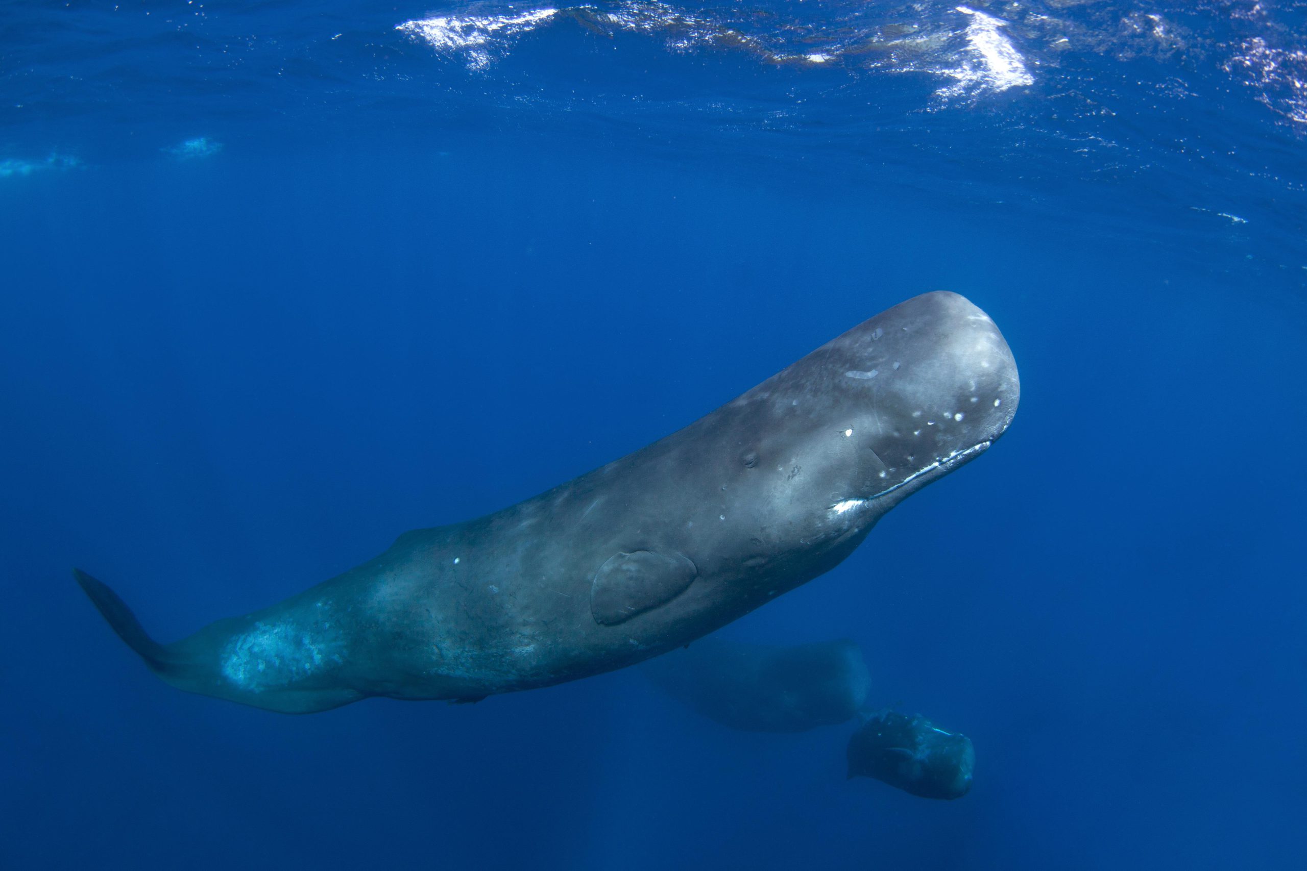  „Comoară” descoperită de pescari săraci în carcasa unei balene. „Ne-a izbit mirosul”