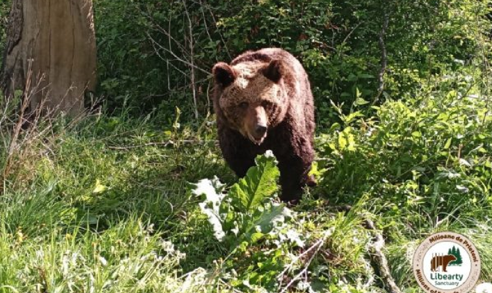  Ursoaica care a stat captivă 38 de ani la Rădăuți, după ce a fost eliberată: două zile s-a ascuns în tufișuri și a mirosit fiecare centimetru de iarbă, fiecare frunză